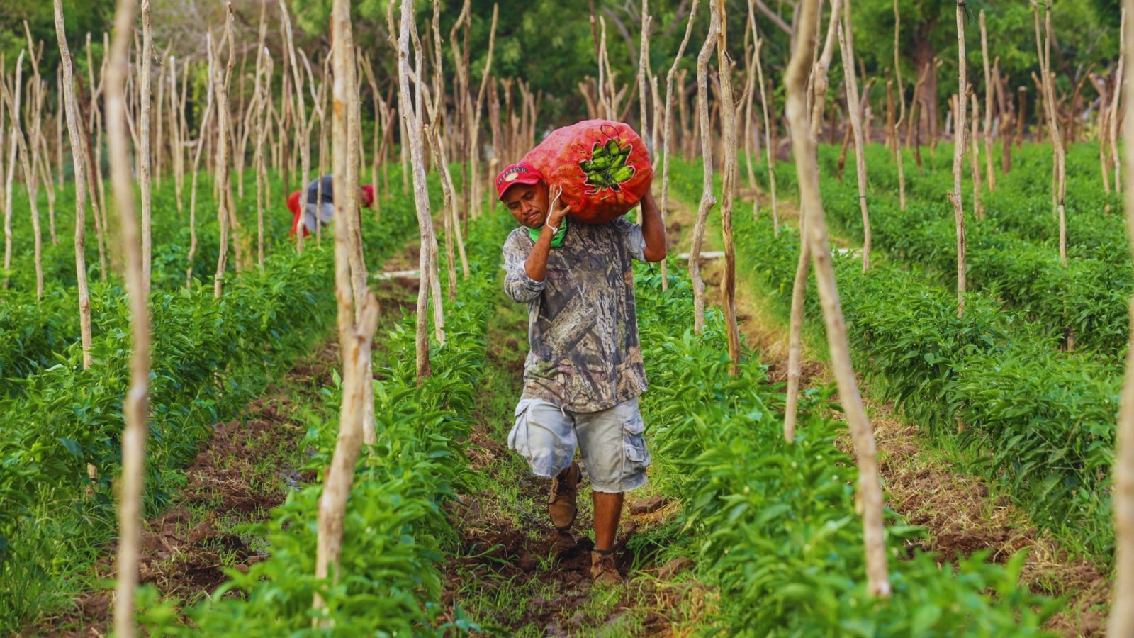 seguridad-alimentaria-agricultura-impulsara-nueva-zona-en-sonsonate-para-cultivo-de-alimentos